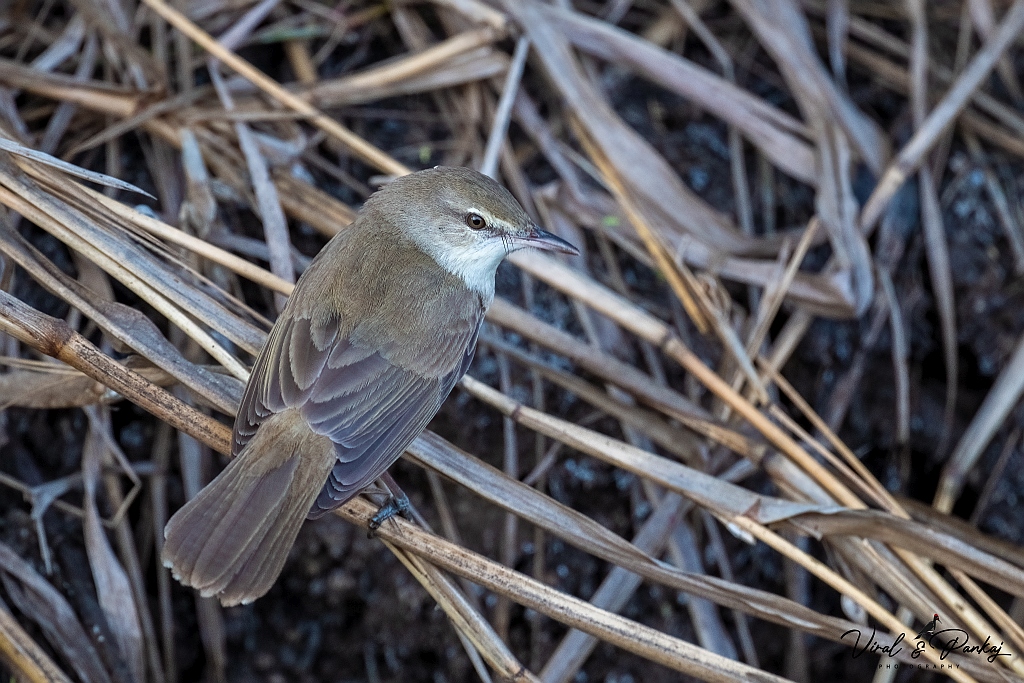 Clamorous Reed Warbler